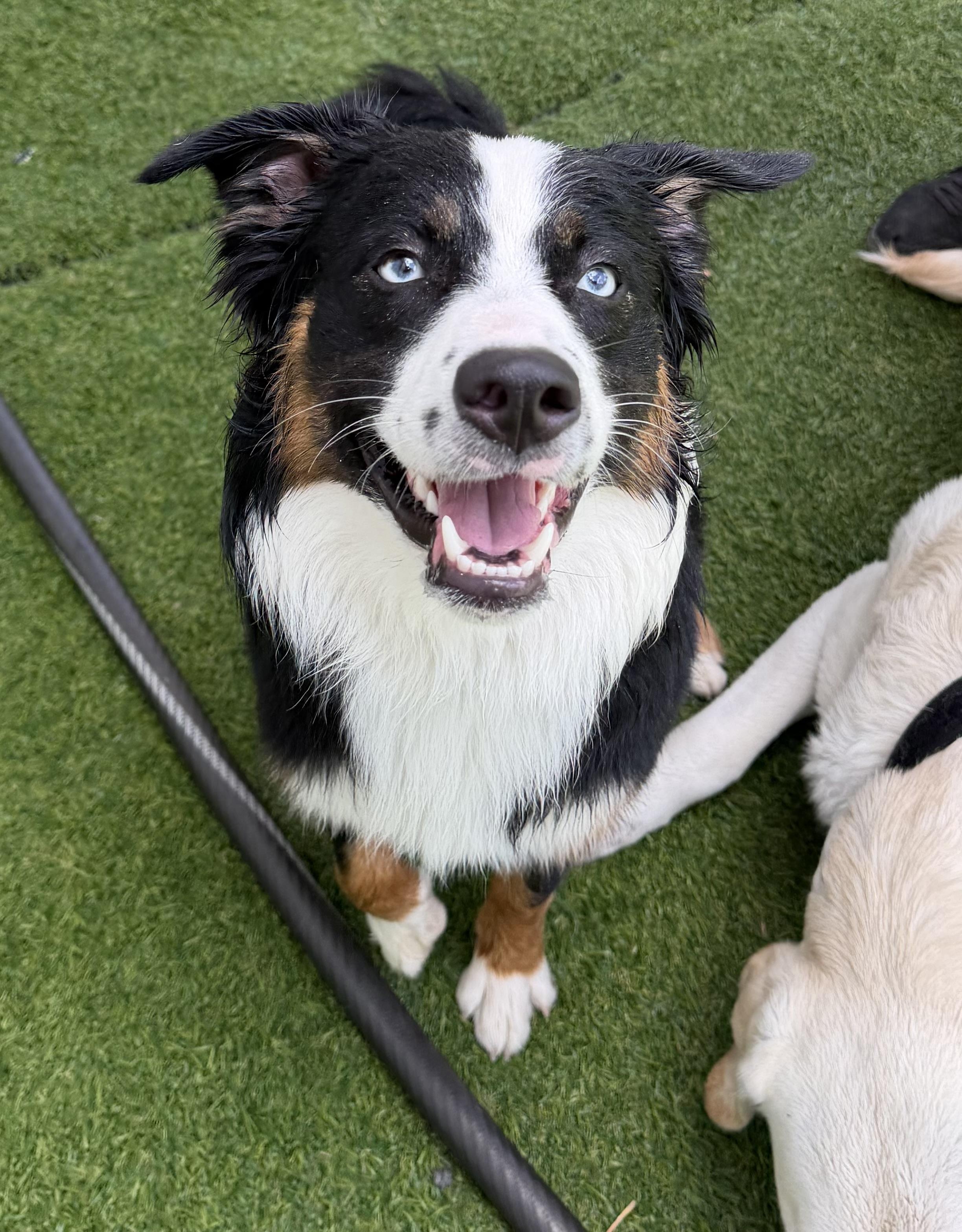 Enlarge Benny, an adopted Australian Shepherd in Kutztown, PA image 4/4