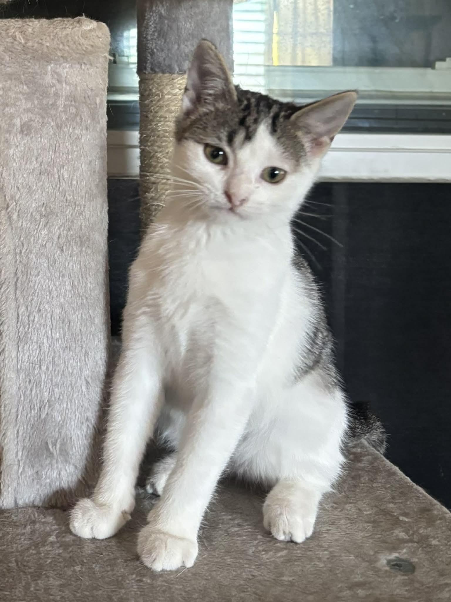 Enlarge Tiny Fun, a ADOPTABLE Domestic Short Hair in Weatherford, TX image 1/1