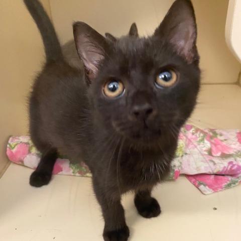 Exodus, Adoptable, Kitten Male Domestic Short Hair.