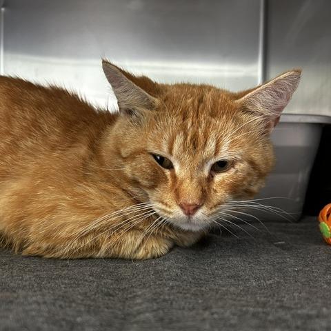 Grub, Adoptable, Young Male American Shorthair.
