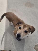 Enlarge Benson, a ADOPTABLE mixed breed in Woodstock, IL image 2/3