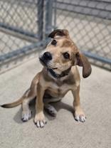Enlarge Benson, a ADOPTABLE mixed breed in Woodstock, IL image 1/3
