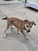 Enlarge Benson, a ADOPTABLE mixed breed in Woodstock, IL image 3/3