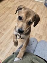 Enlarge Benson, a ADOPTABLE mixed breed in Woodstock, IL image 1/3