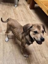 Enlarge Benson, a ADOPTABLE mixed breed in Woodstock, IL image 3/3