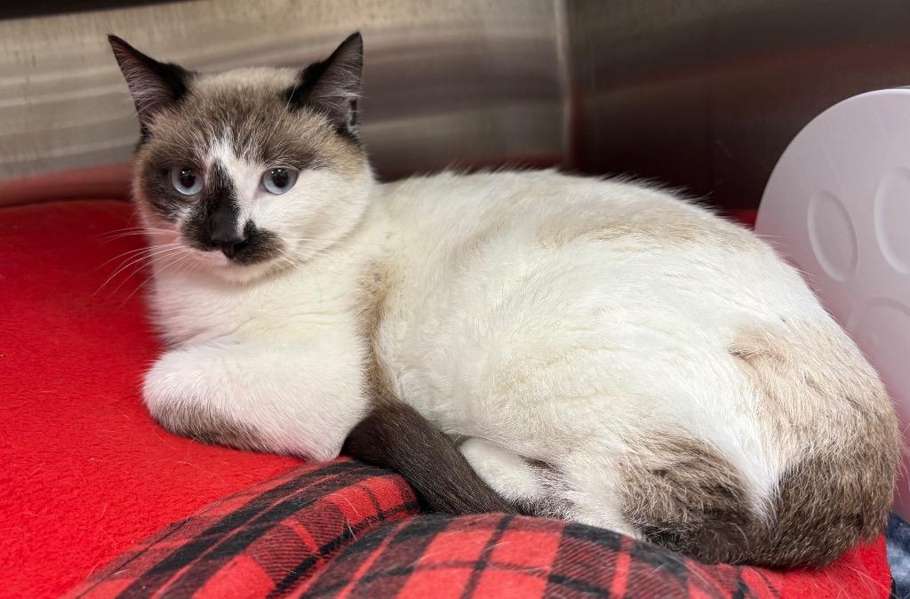 Phantom, Adoptable, Adult Male Domestic Medium Hair.