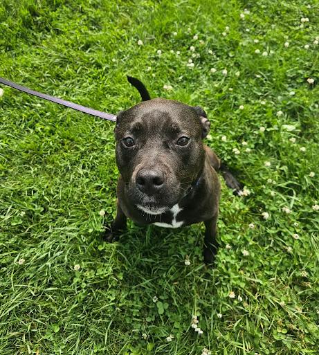 Madysen, a Adoptable mixed breed in Clinton, ME image 3/6