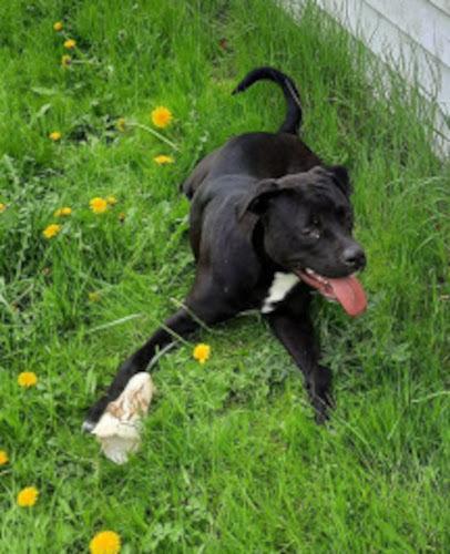 Madysen, a Adoptable mixed breed in Clinton, ME image 4/6
