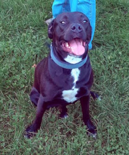 Madysen, a Adoptable mixed breed in Clinton, ME image 6/6