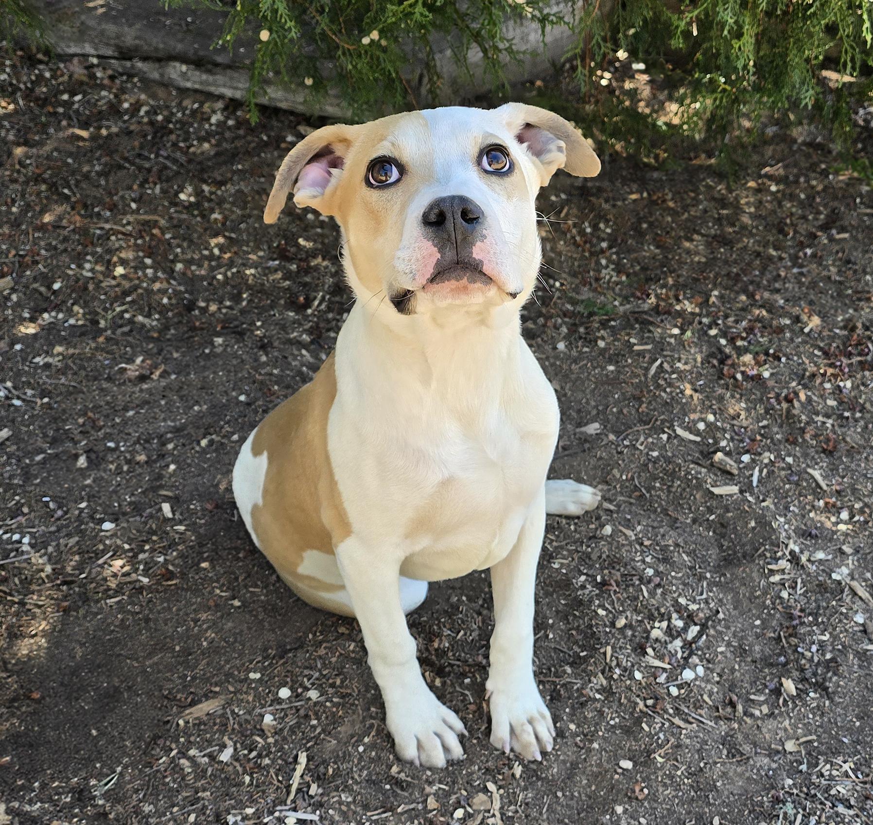 Enlarge Precious Lil Mr Polo ~ AMAZING !, a Adoptable American Staffordshire Terrier in Albuquerque, NM image 1/1