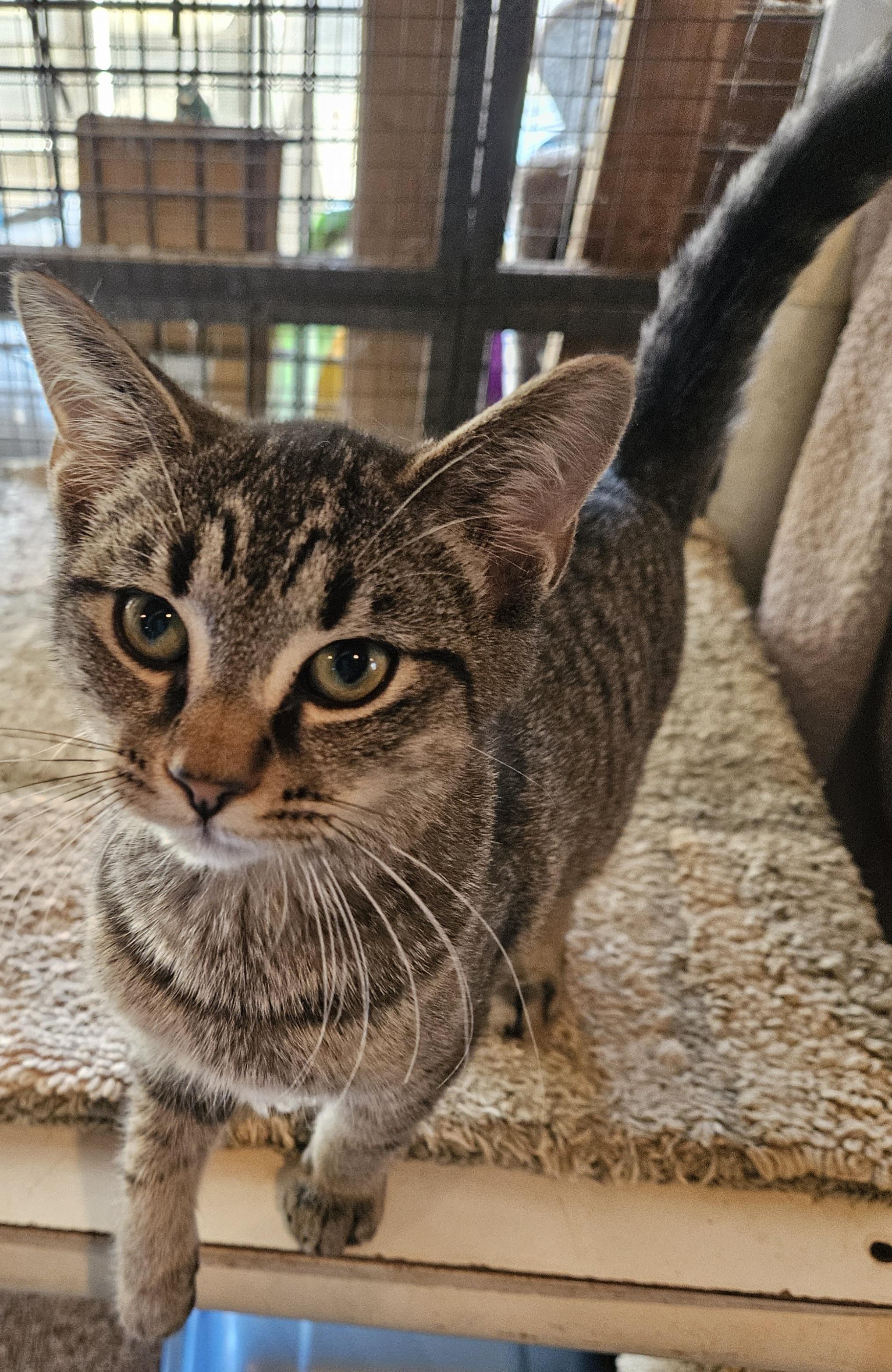 Alvin (brother to Arlo, EH)