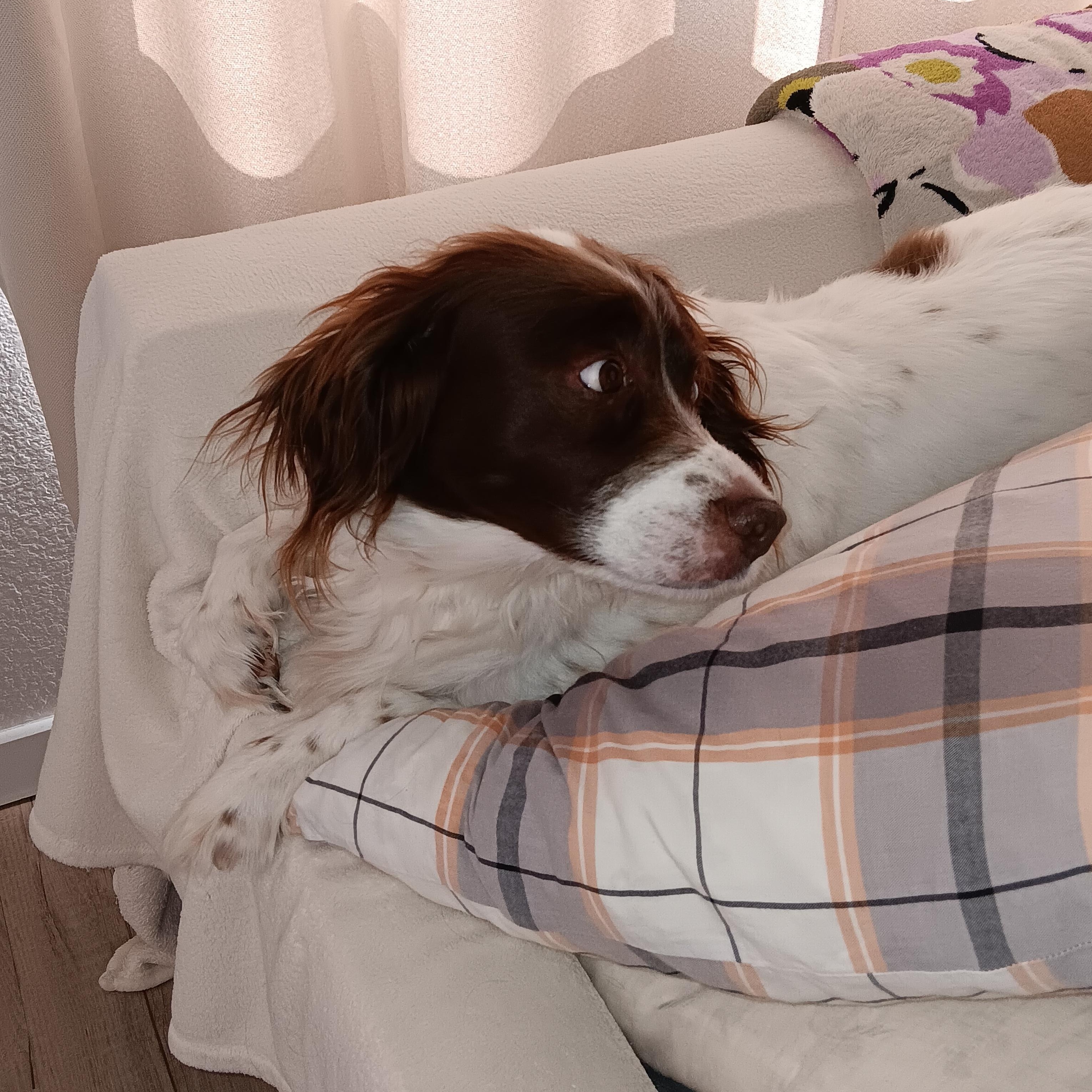 Bowie, a ADOPTABLE English Setter in Boerne, TX image 3/6