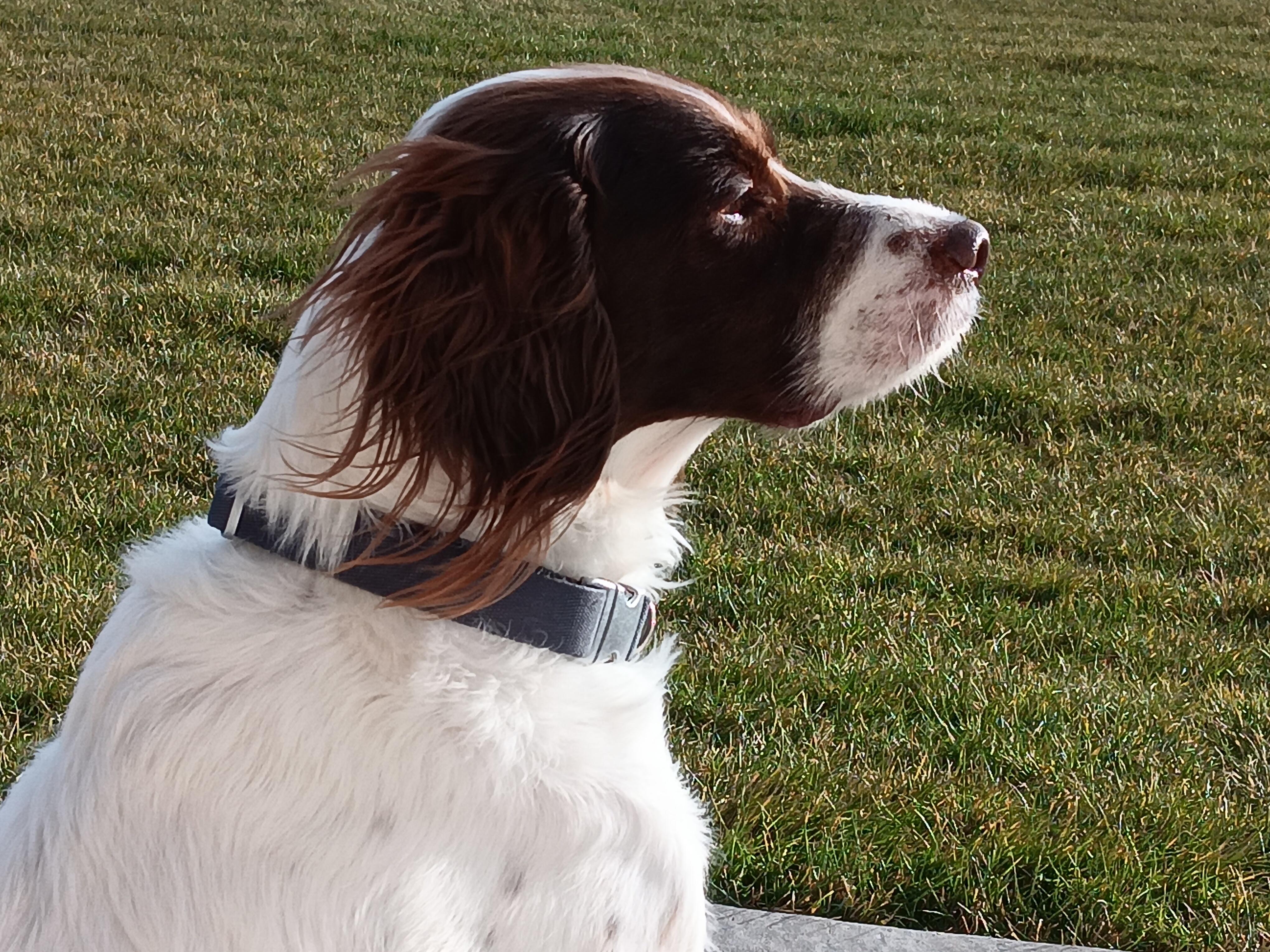 Enlarge Bowie, a ADOPTABLE English Setter in Boerne, TX image 6/6
