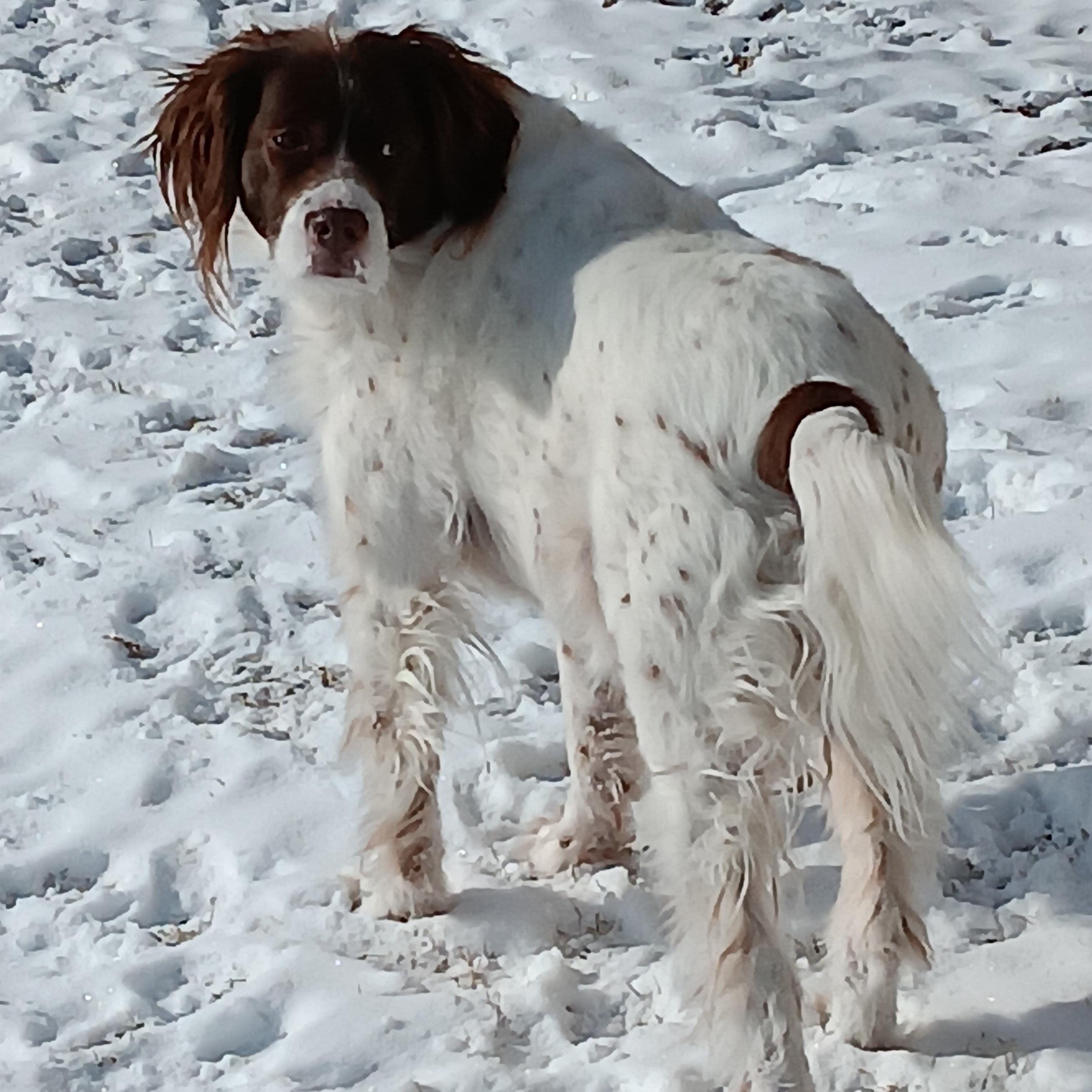 Enlarge Bowie, a ADOPTABLE English Setter in Boerne, TX image 4/6