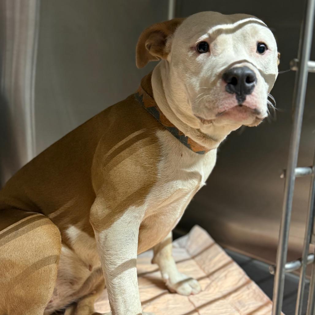 Valure, Adoptable, Adult Female Mixed Breed.