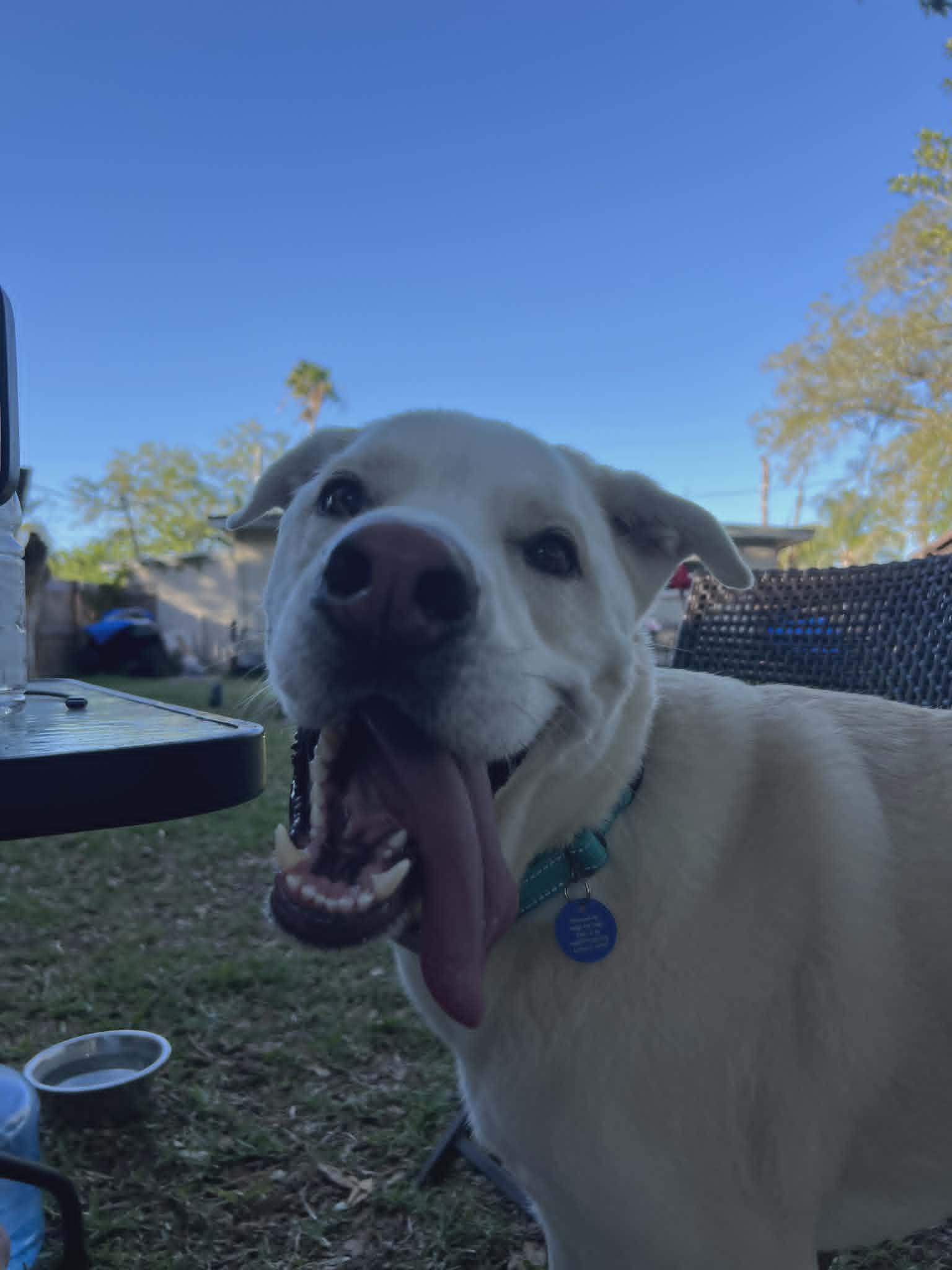 Enlarge Bagel, a Adoptable mixed breed in New Port Richey, FL image 5/6