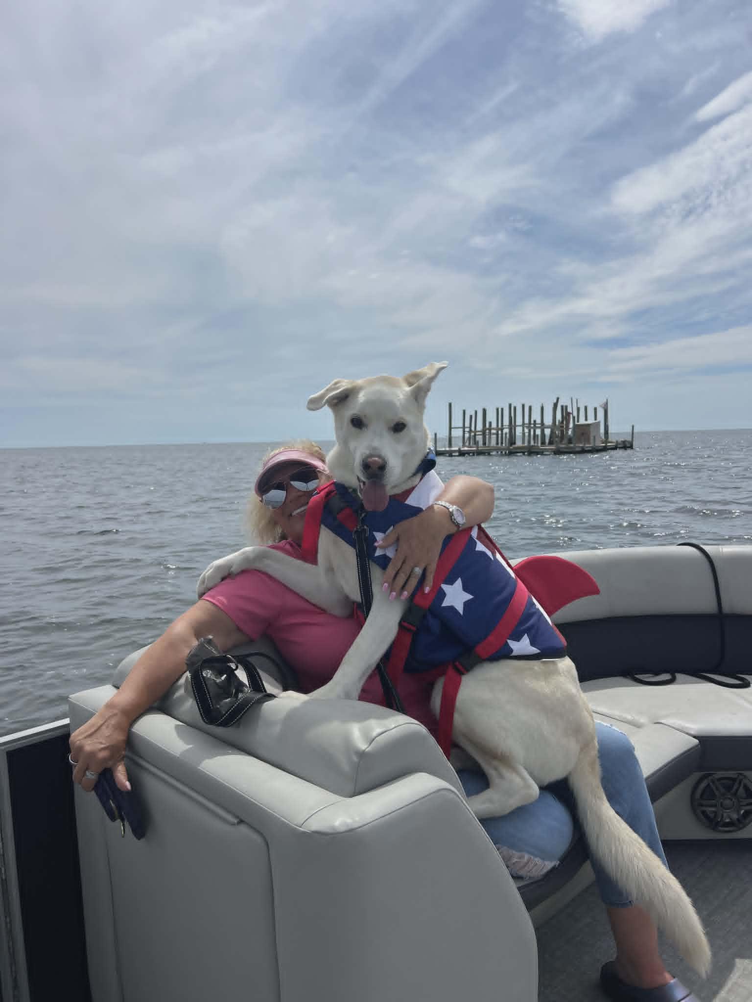 Enlarge Bagel, a Adoptable mixed breed in New Port Richey, FL image 2/6