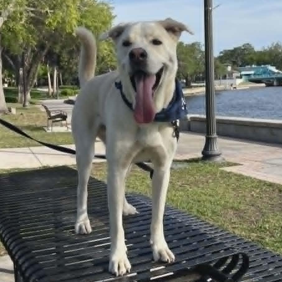 Bagel, Adoptable, Young Male Labrador Retriever & German Shepherd Dog.
