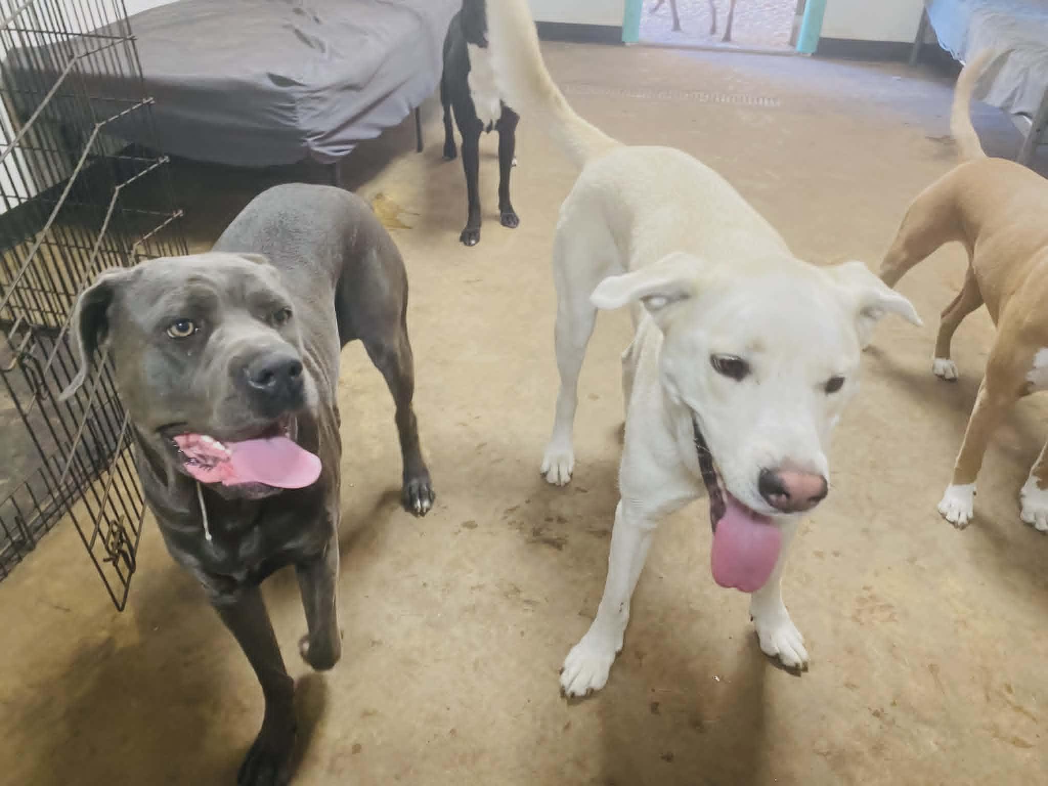 Enlarge Bagel, a Adoptable mixed breed in New Port Richey, FL image 4/6