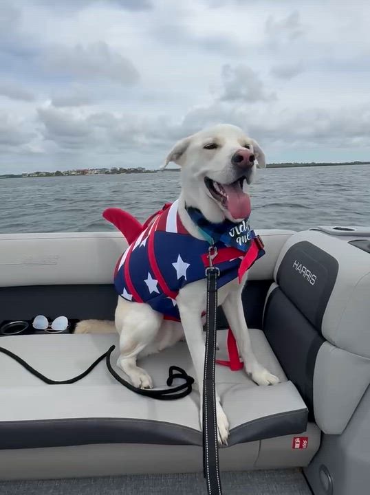 Enlarge Bagel, a Adoptable mixed breed in New Port Richey, FL video 3/6