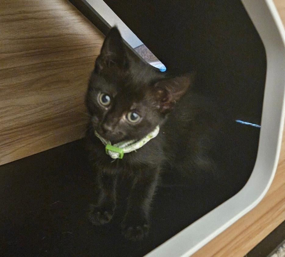 May, Baby Female Domestic Short Hair
