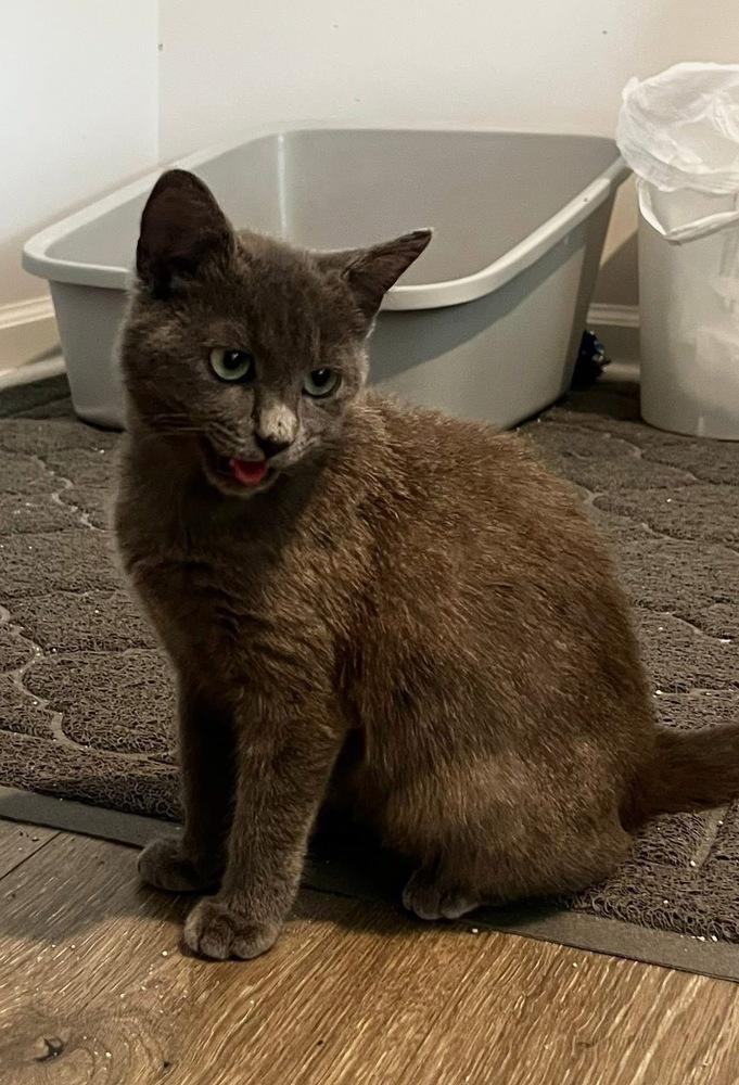 HAZEL GRAY - shy/not ready for adoption untill July, a Adoptable Domestic Short Hair in Burlington, NC image 2/3