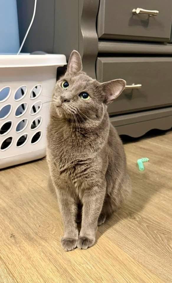 Enlarge HAZEL-bonded with Maggie, a Adoptable Domestic Short Hair in Burlington, NC image 3/6