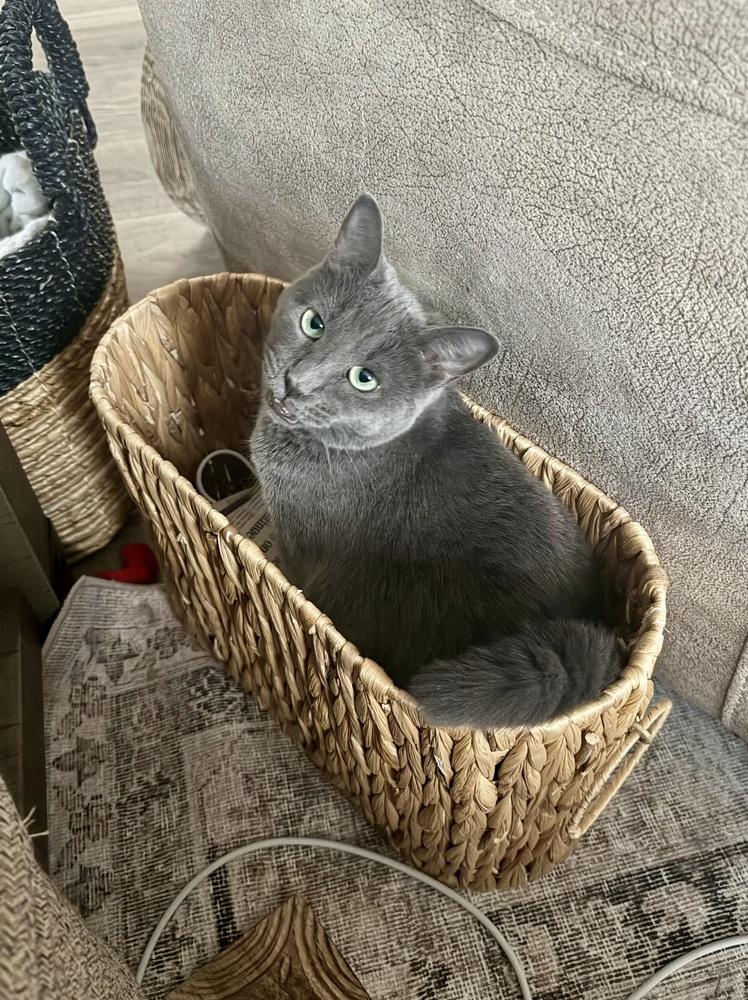 HAZEL-adopt with Maggie, a Adoptable Domestic Short Hair in Burlington, NC image 2/6