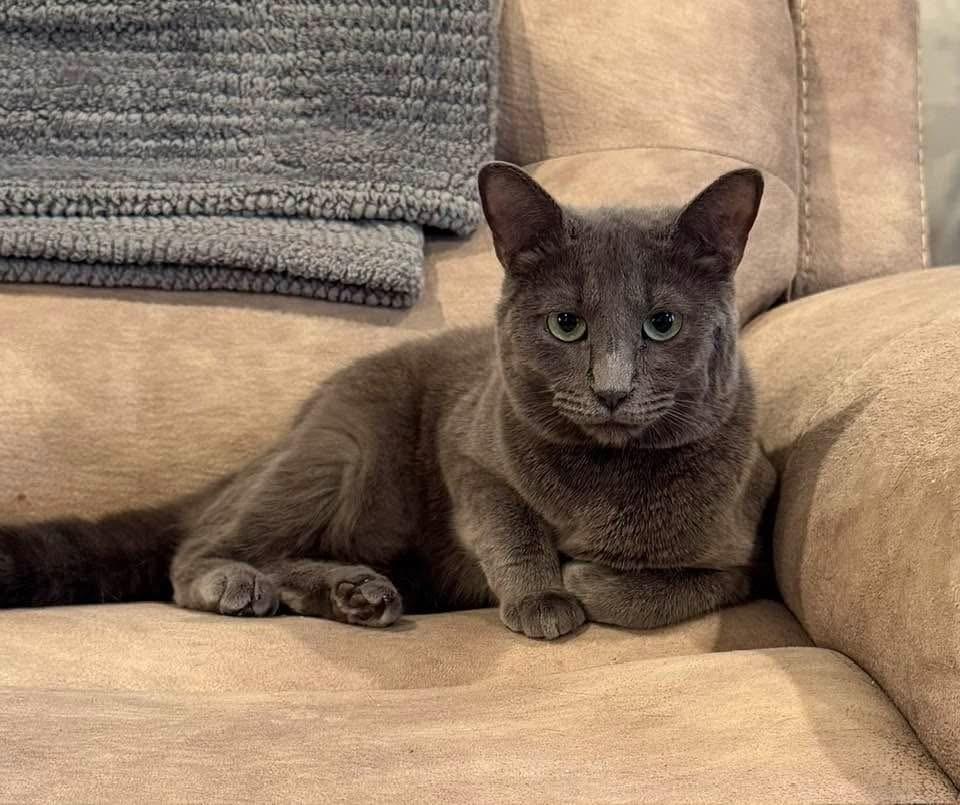 Enlarge HAZEL-bonded with Maggie, a Adoptable Domestic Short Hair in Burlington, NC image 4/6