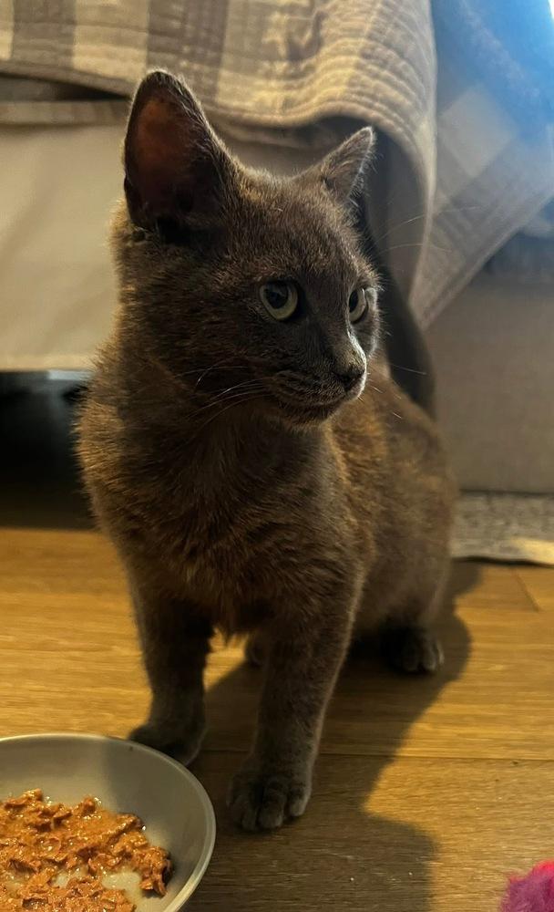 HAZEL GRAY - shy/not ready for adoption untill July, a Adoptable Domestic Short Hair in Burlington, NC image 3/3