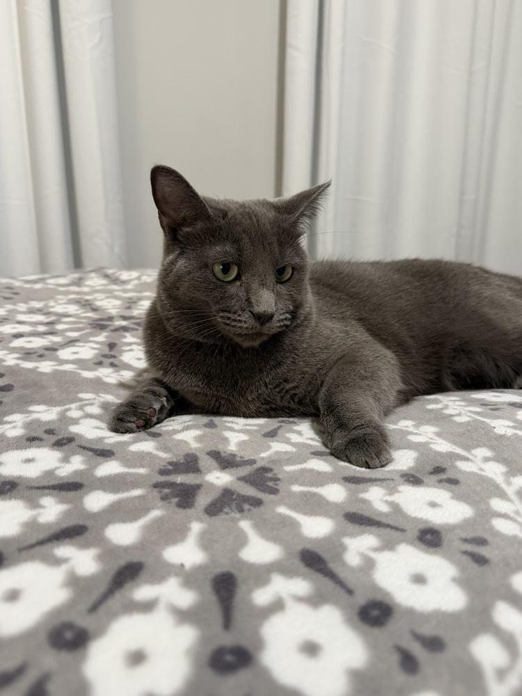 HAZEL-adopt with Maggie, a Adoptable Domestic Short Hair in Burlington, NC image 4/6