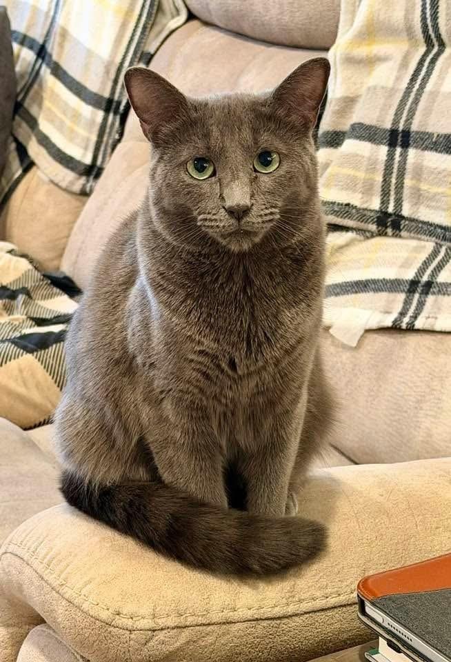 Enlarge HAZEL-bonded with Maggie, a Adoptable Domestic Short Hair in Burlington, NC image 5/6