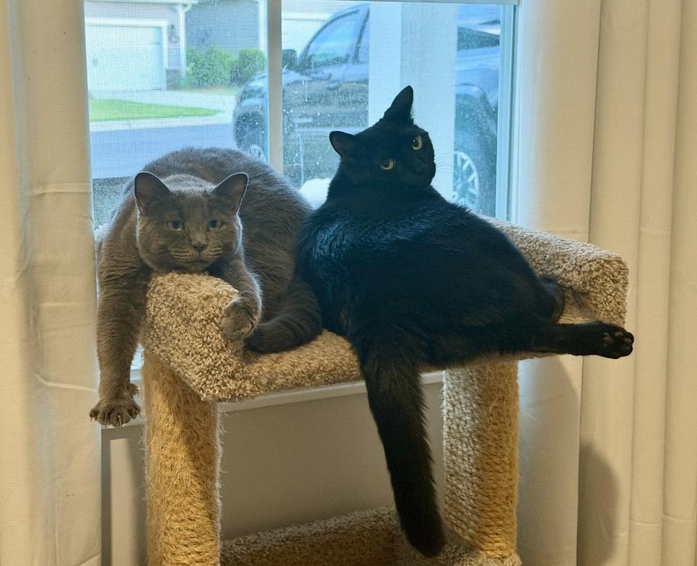 HAZEL-adopt with Maggie, a Adoptable Domestic Short Hair in Burlington, NC image 6/6