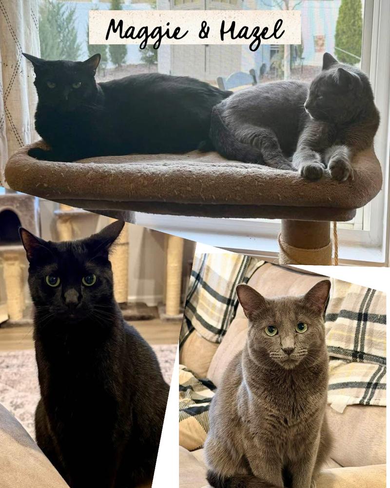 Enlarge HAZEL-bonded with Maggie, a Adoptable Domestic Short Hair in Burlington, NC image 6/6