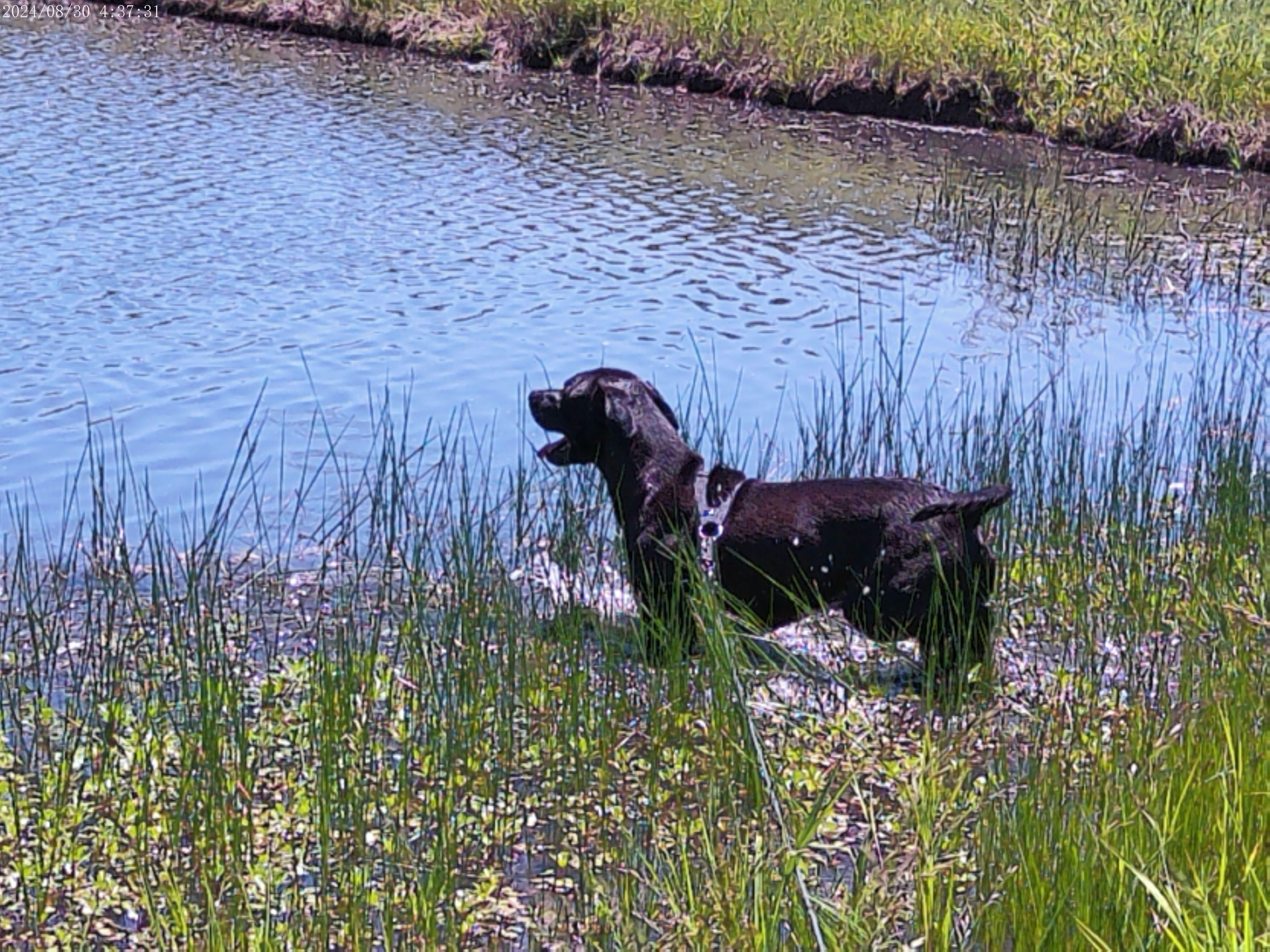 Pudding, Young Male Mixed Breed