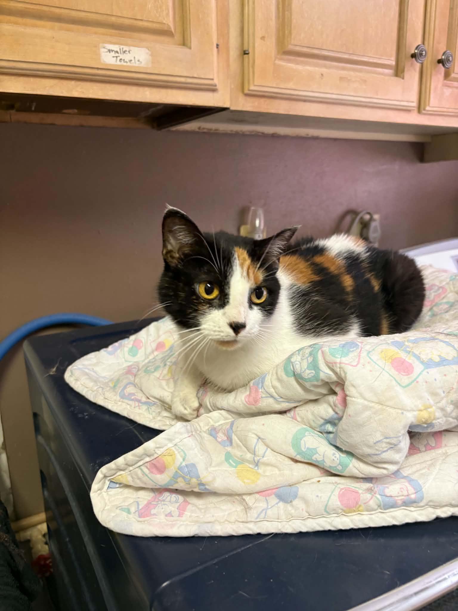 Hidee, ADOPTABLE, Young Female Calico.