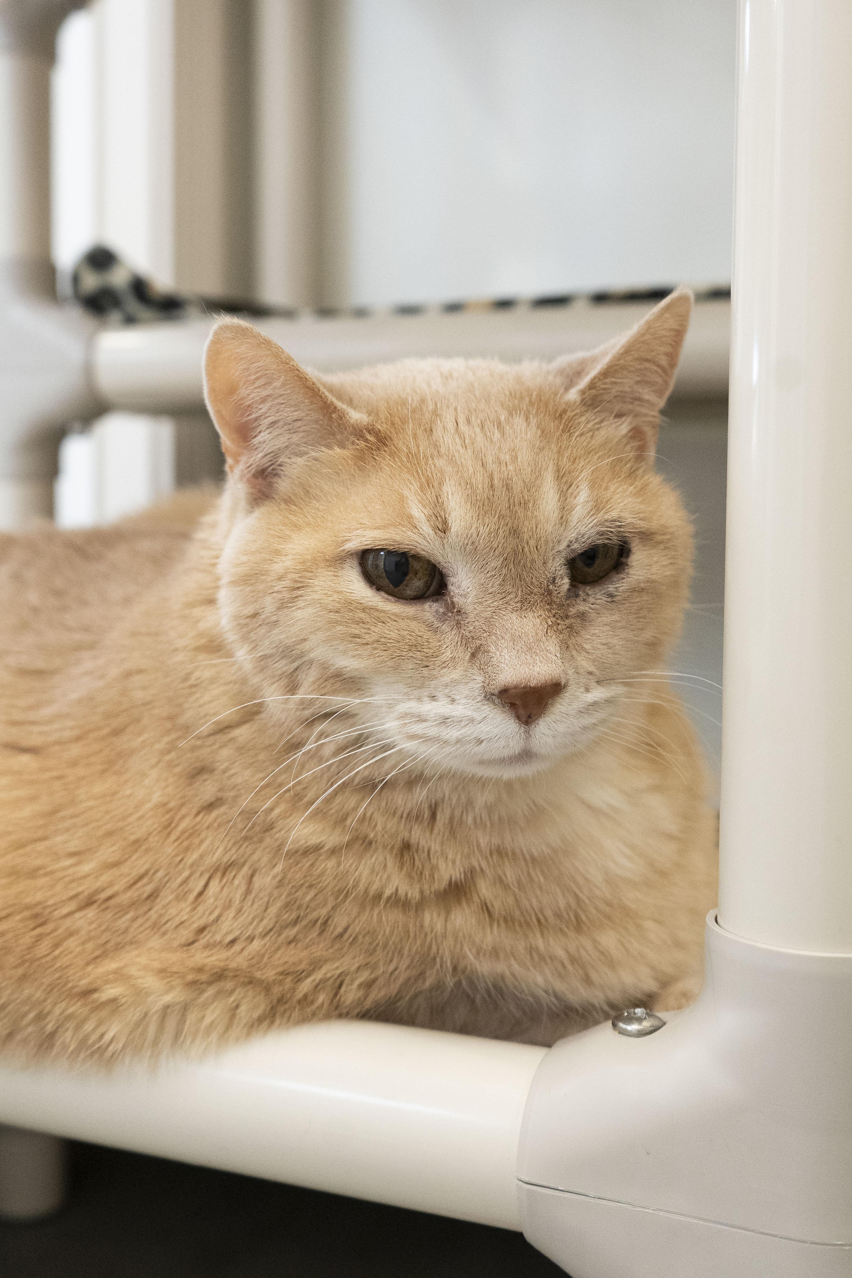 Enlarge Bubba, a ADOPTABLE Domestic Short Hair in Boise, ID image 3/3
