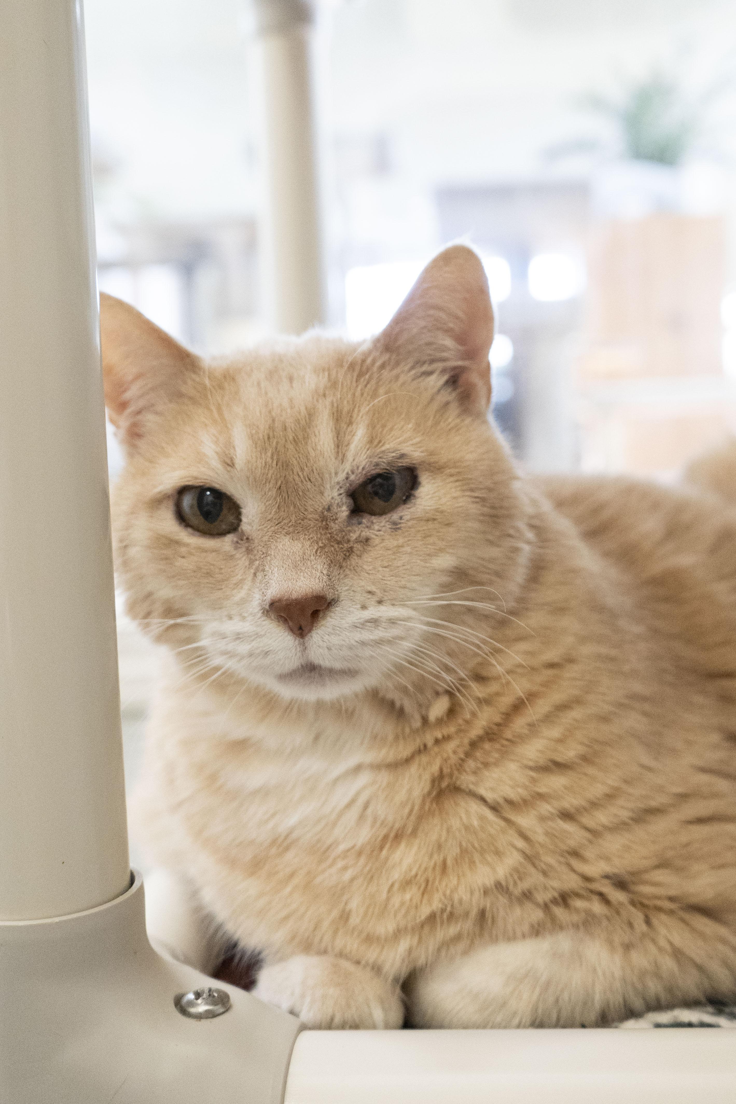 Enlarge Bubba, a ADOPTABLE Domestic Short Hair in Boise, ID image 1/3