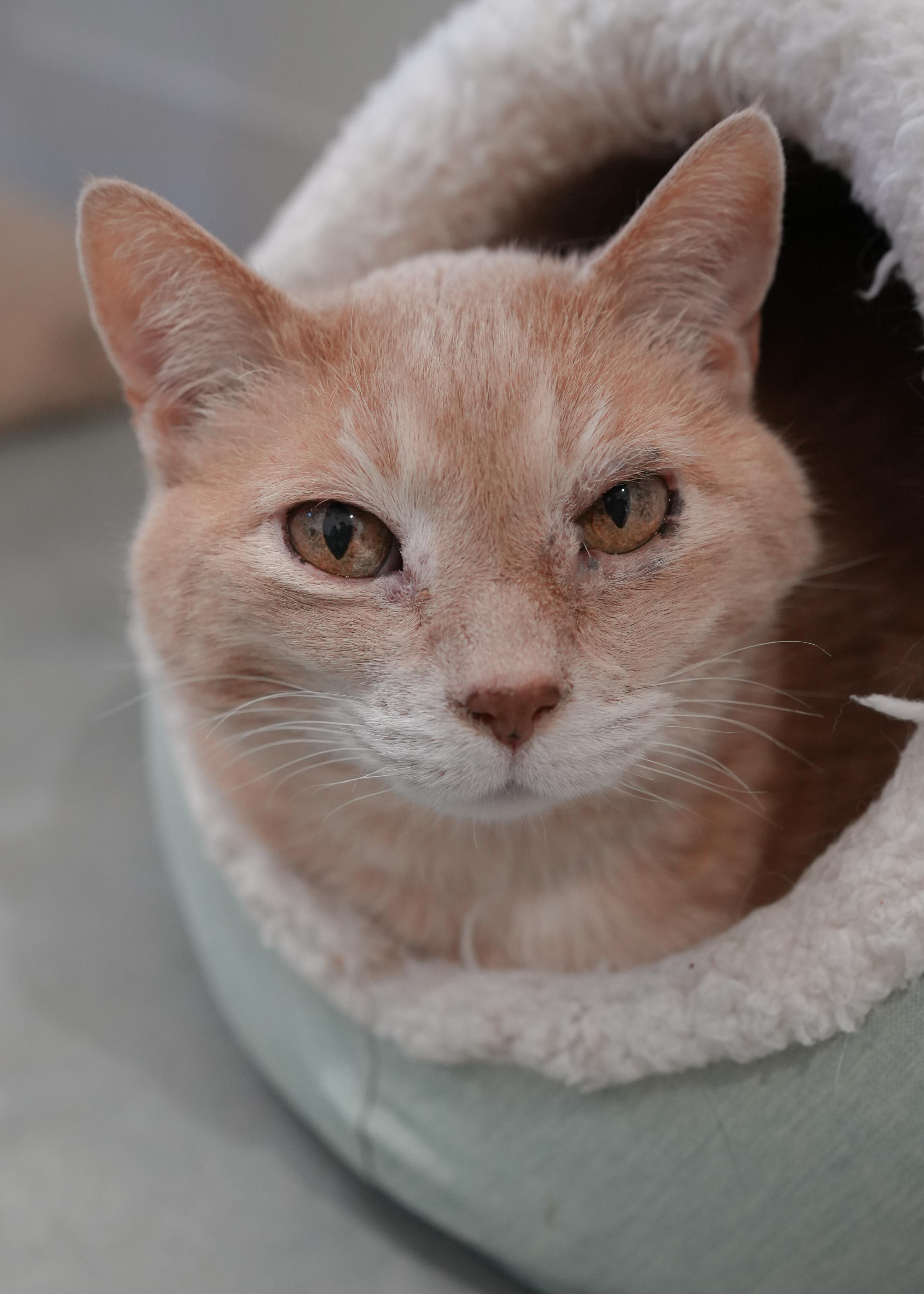Bubba, a ADOPTABLE Domestic Short Hair in Boise, ID image 1/3