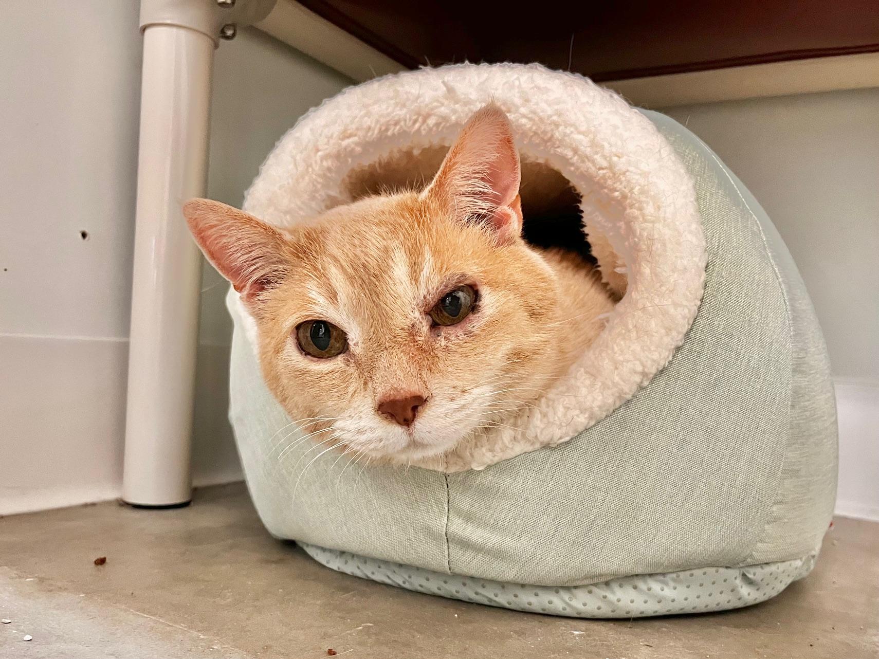 Bubba, a ADOPTABLE Domestic Short Hair in Boise, ID image 2/3