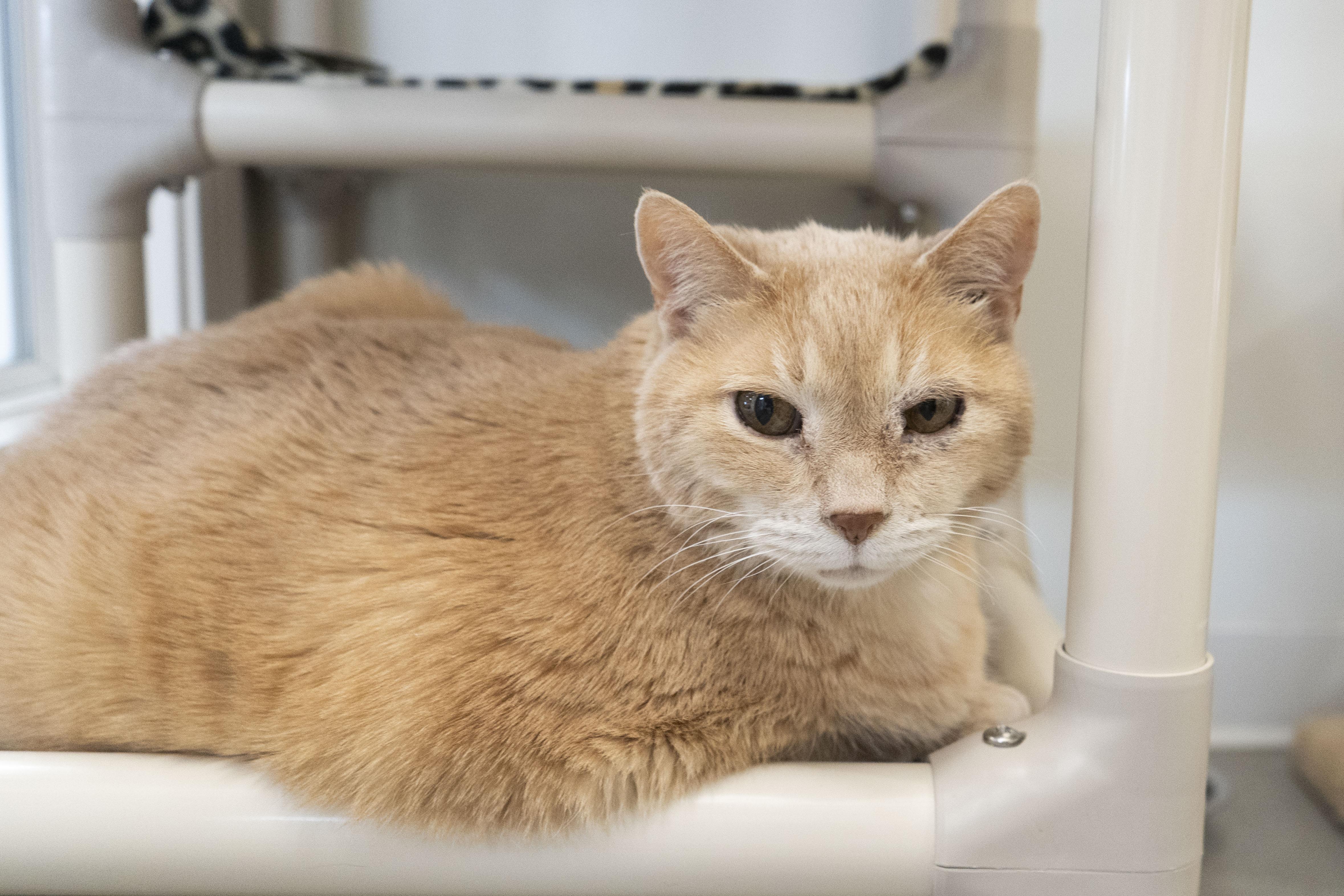 Enlarge Bubba, a ADOPTABLE Domestic Short Hair in Boise, ID image 2/3