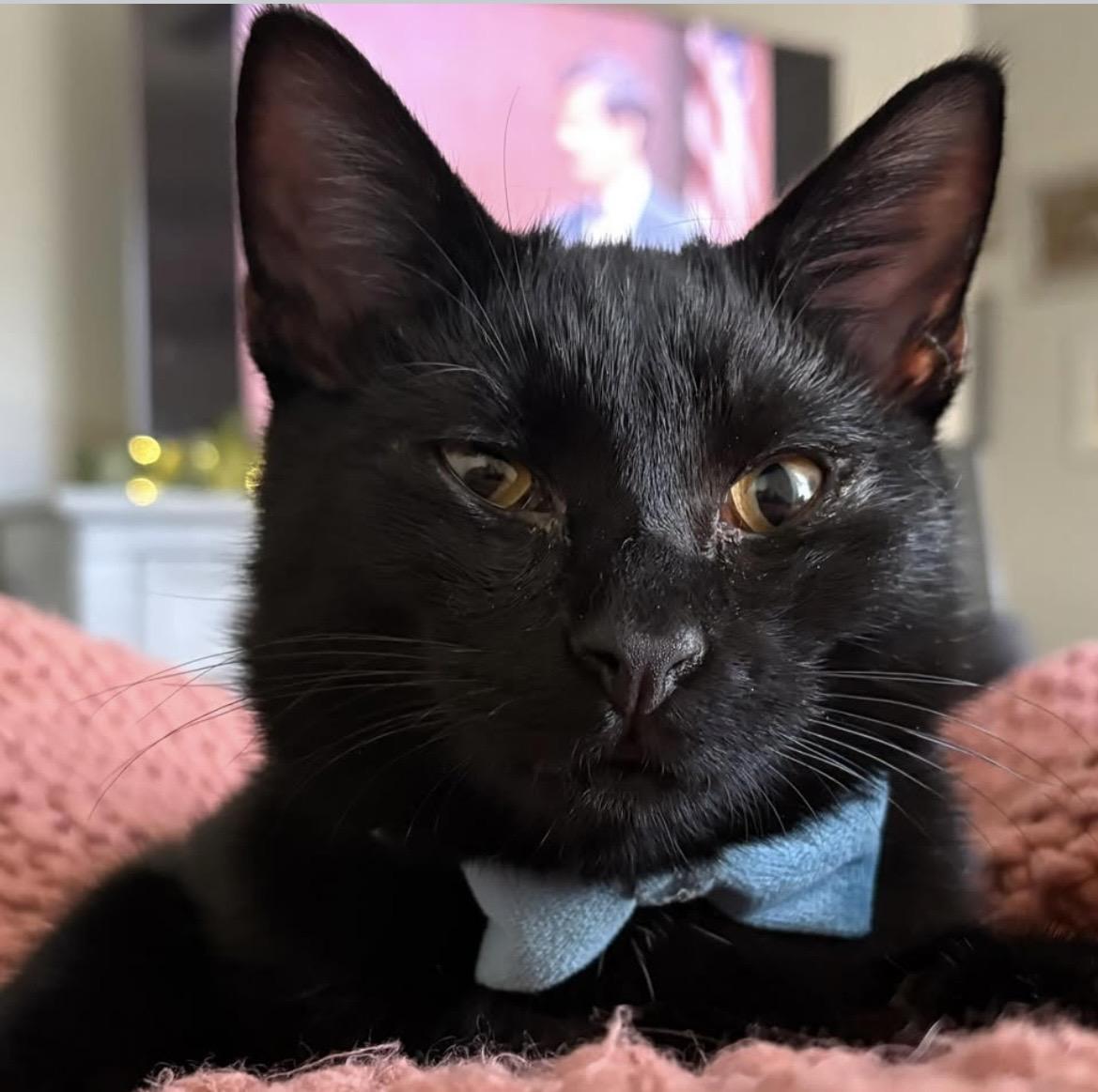 Enlarge Buttons, a ADOPTABLE Domestic Short Hair in Kannapolis, NC image 2/3