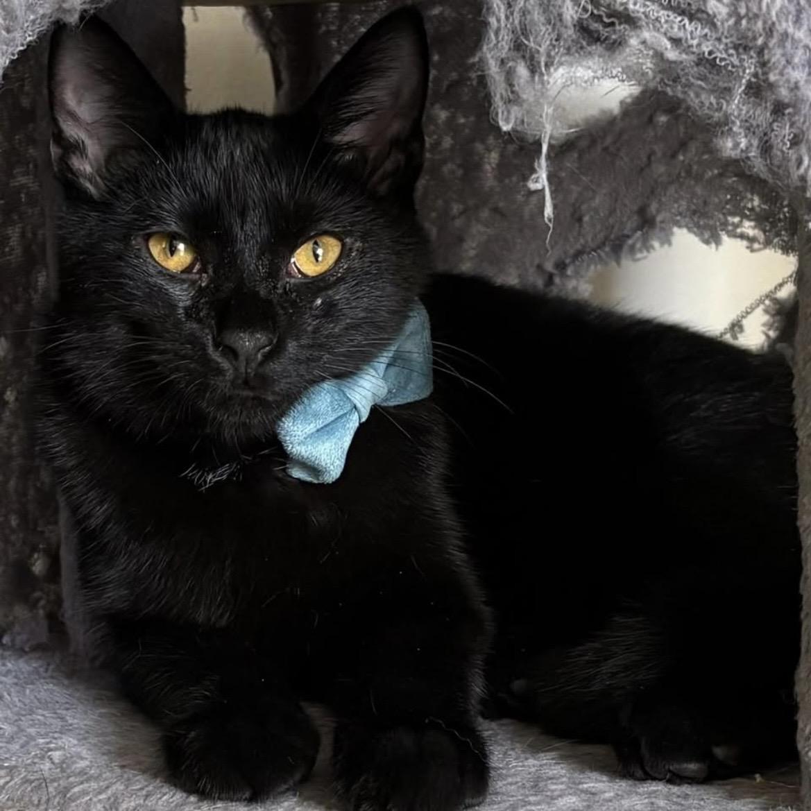 Enlarge Buttons, a ADOPTABLE Domestic Short Hair in Kannapolis, NC image 3/3