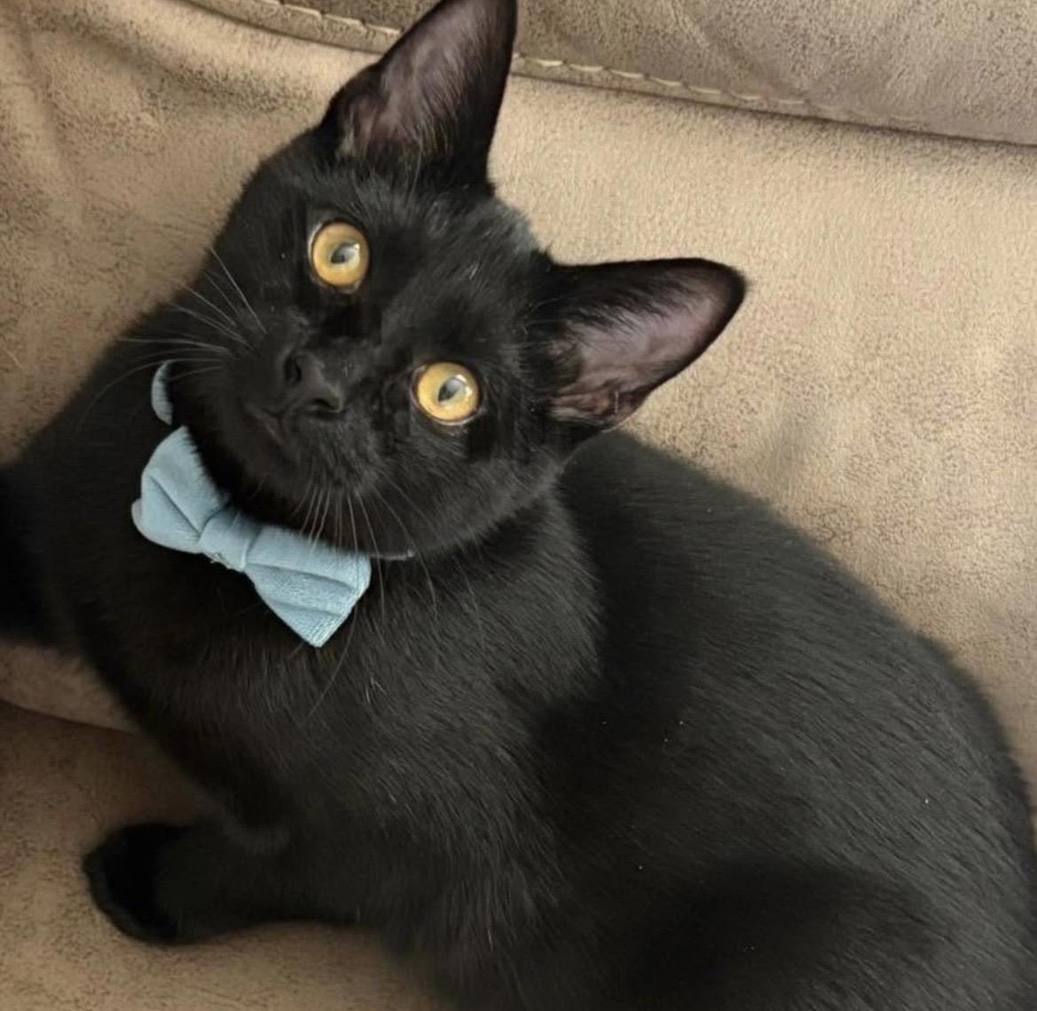 Buttons, ADOPTABLE, Kitten Male Domestic Short Hair.