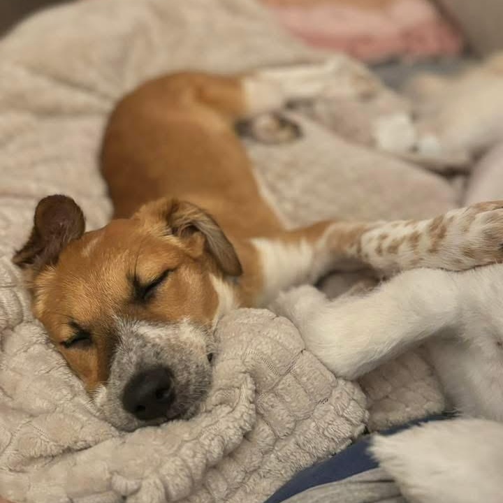 Chisesi, a Adoptable mixed breed in New Orleans, LA image 3/6