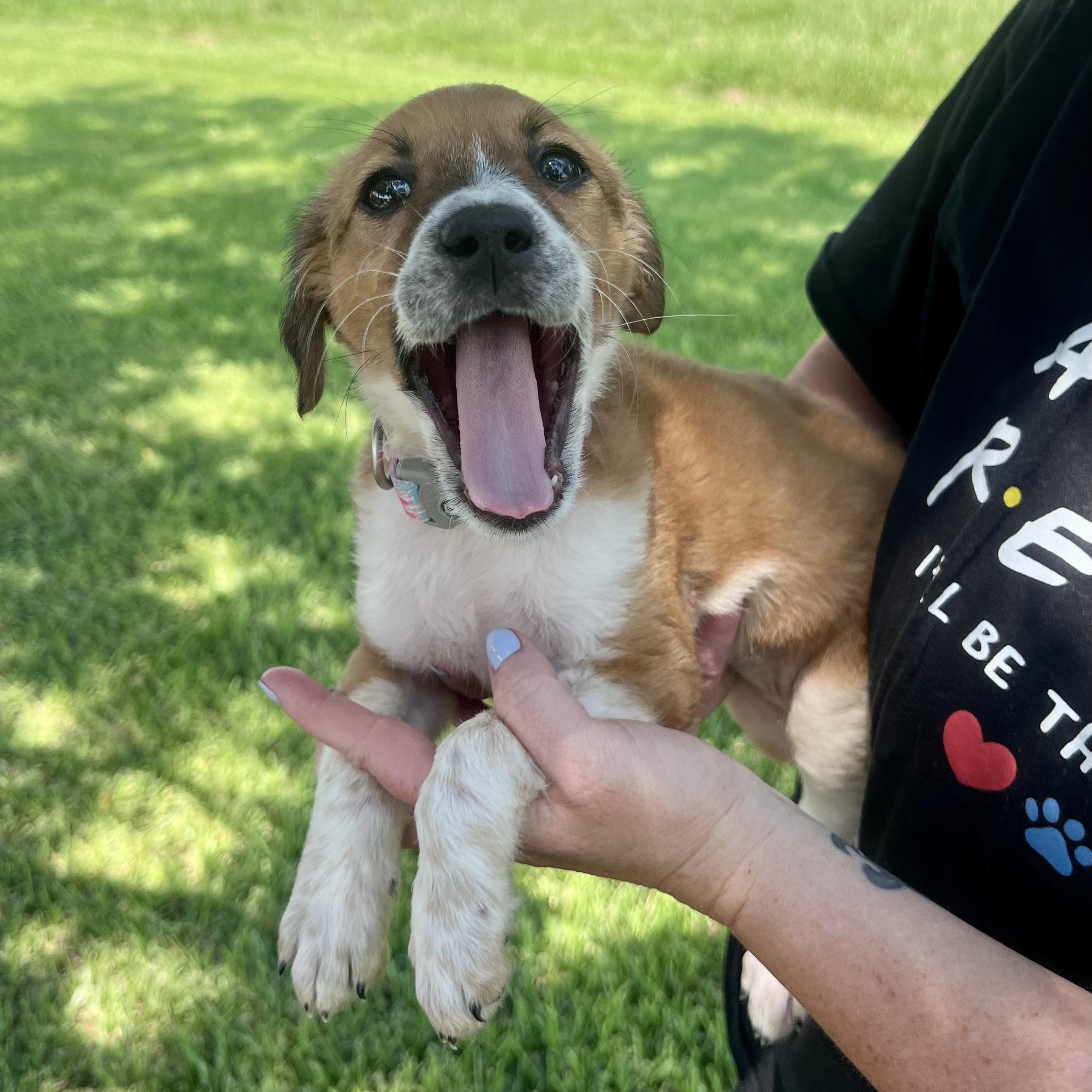 Chisesi, a Adoptable mixed breed in New Orleans, LA image 5/6