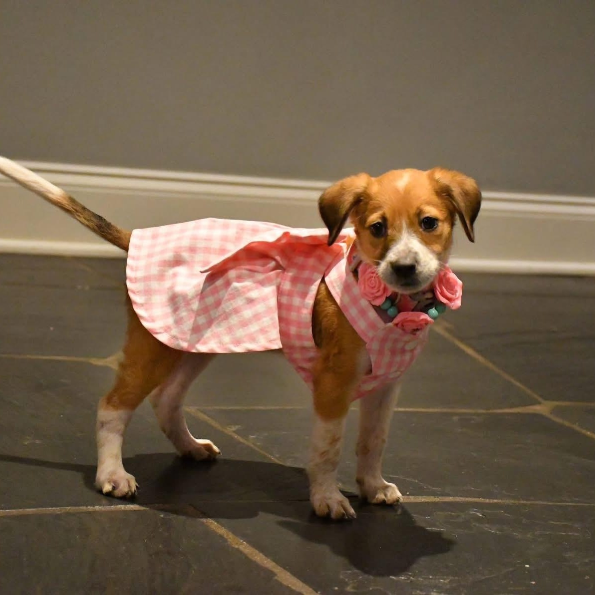 Chisesi, a Adoptable mixed breed in New Orleans, LA image 4/6