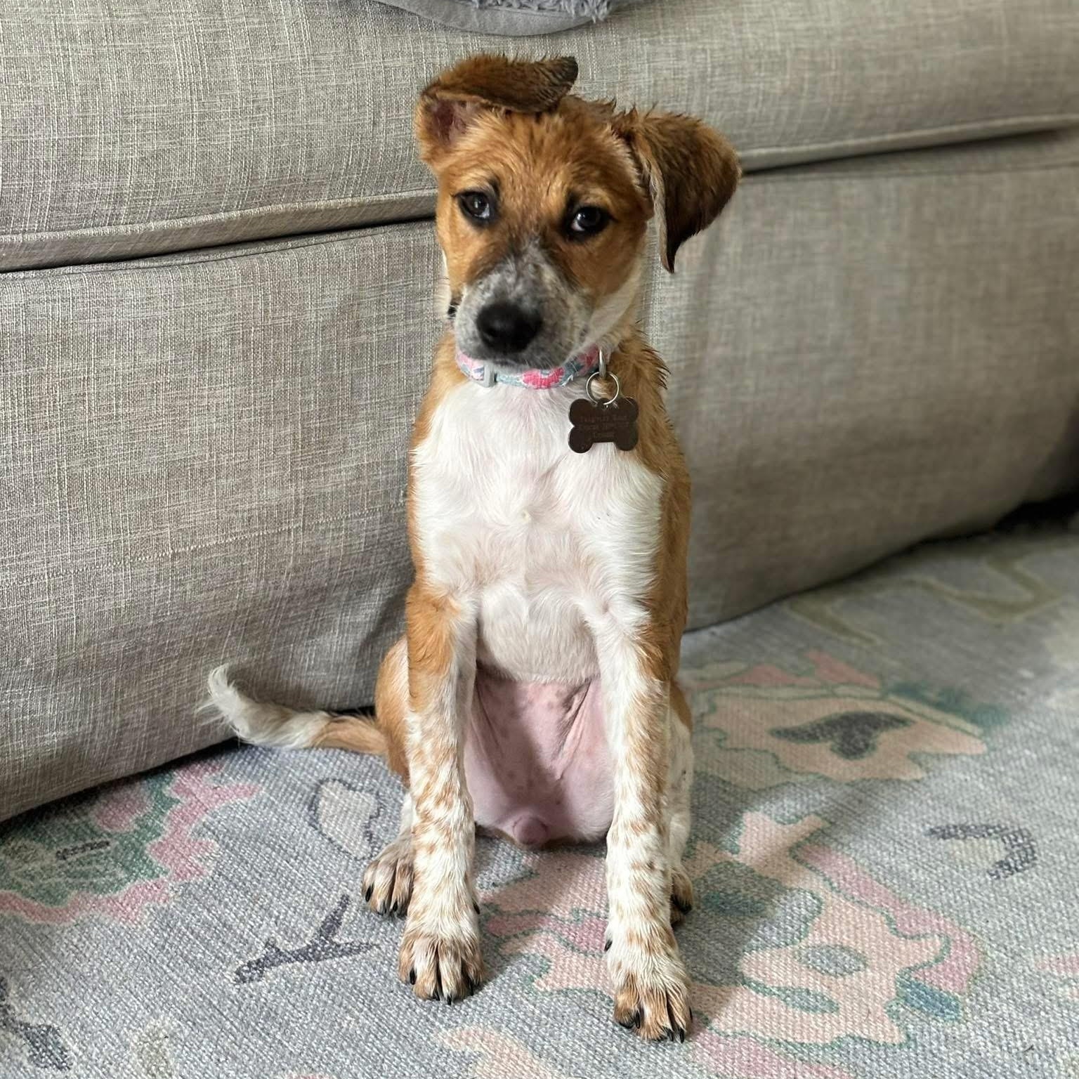 Chisesi, a Adoptable mixed breed in New Orleans, LA image 2/6