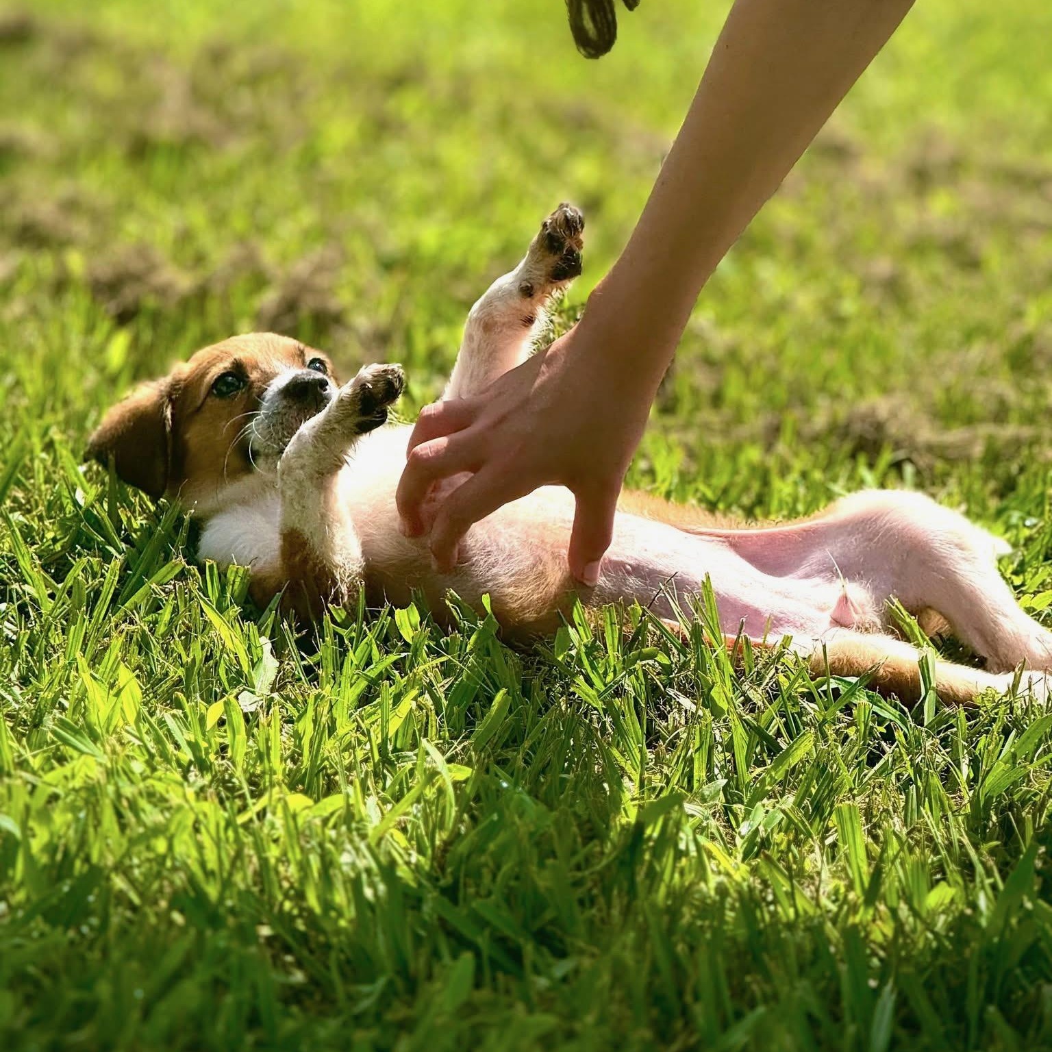 Chisesi, a Adoptable mixed breed in New Orleans, LA image 6/6