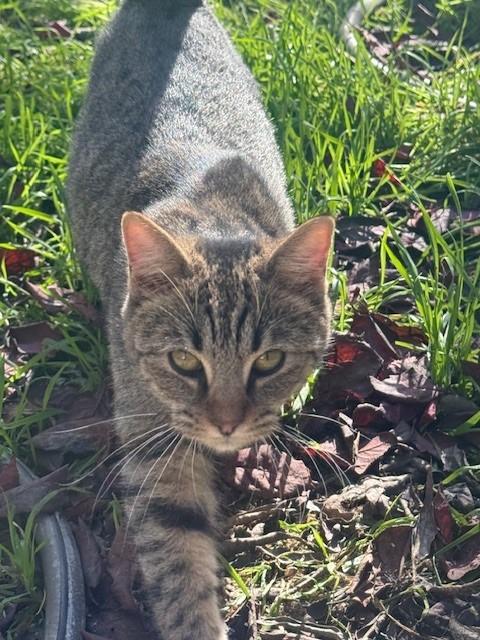 Enlarge Junebug, a ADOPTABLE Domestic Short Hair in Dunnigan, CA image 1/1